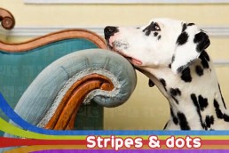 Stripes & dots - agefotostock images