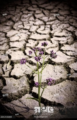Strength courage and hope concept of a plant growing through a dirt crack during drought.