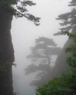 Pine trees, cliffs, and fog in the Yellow Mountains of the Huangshan Scenic Area, Huangshan, China